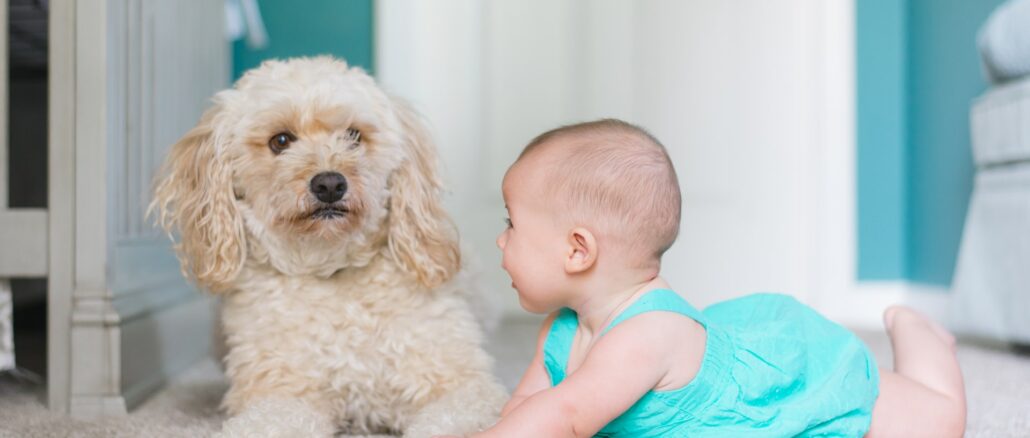 Hund und King zusammenleben