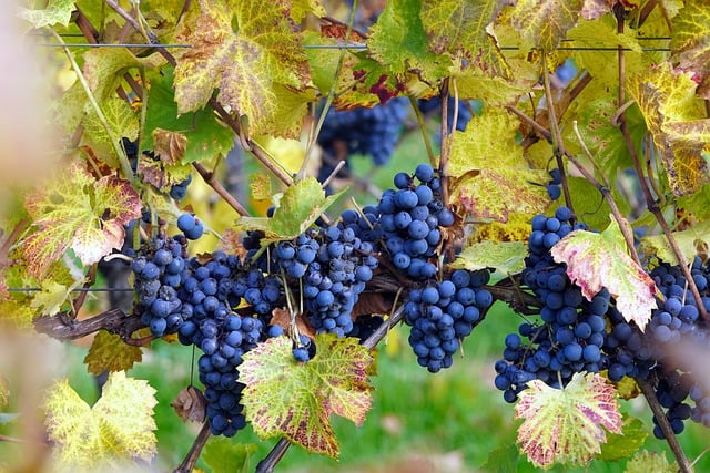 Weinbau Pfalz
