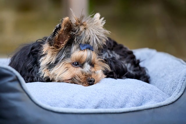 HUndebett